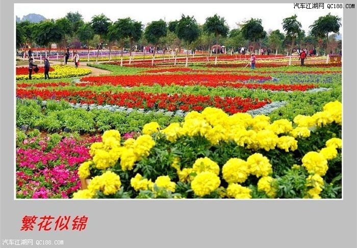 武鸣花花大世界,里面繁花似锦,如一片花的海洋