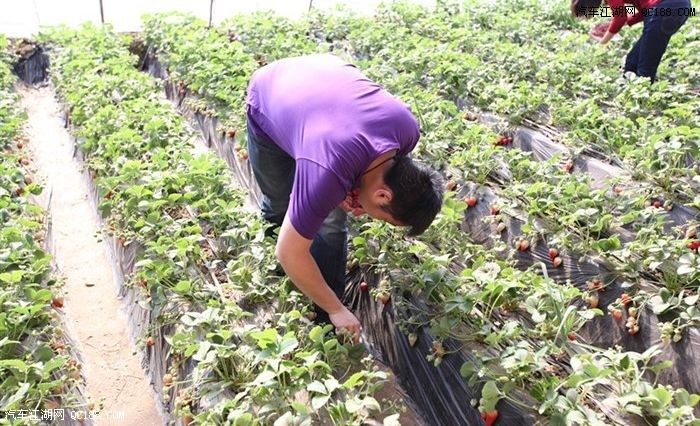 【图】奥迪A5车友会聚会 组织去踏青采摘草莓