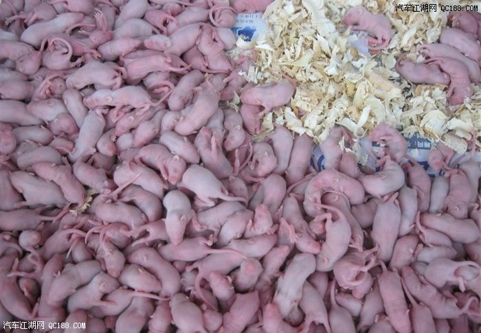 【图】罗浮四春，与长城小四一起的“春天的故事”。_长城M4论坛_汽车江湖网