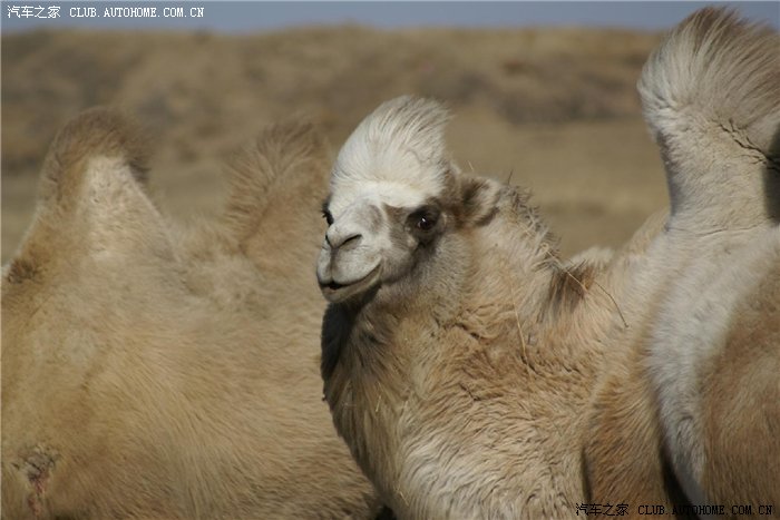 柴哈2.5tci强悍大家来体验