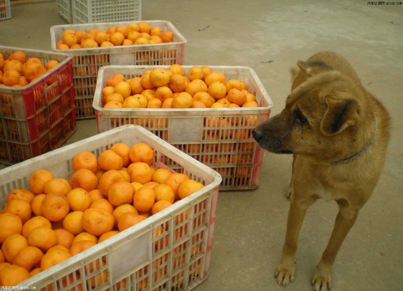 9 家里的大黄狗在柑子旁边转悠.装了满满一箱的柑子仅卖9块钱.