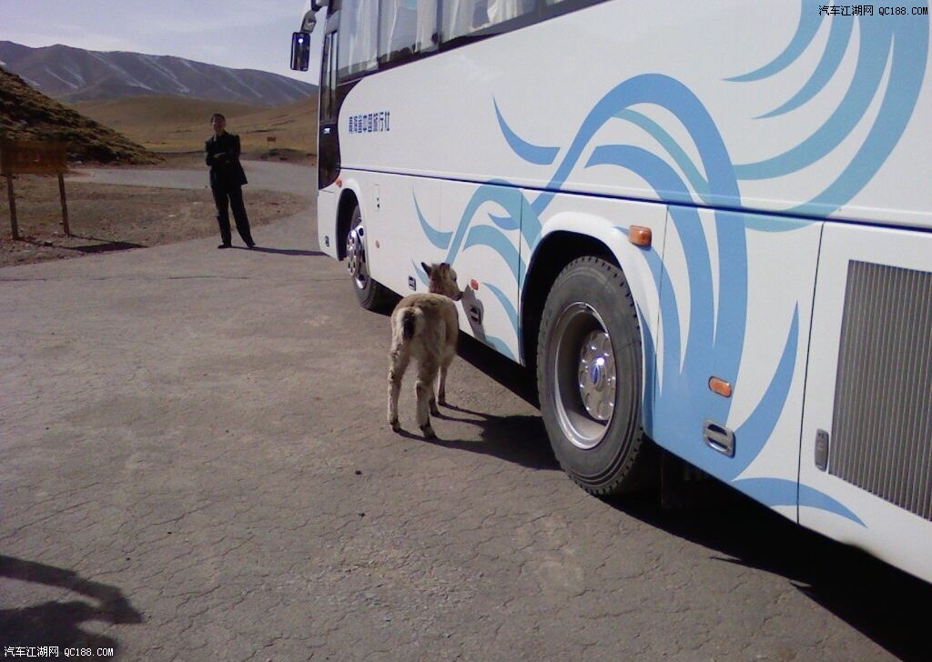一头小羊来到车前,似乎对这种车看得多了,然后掉头离开