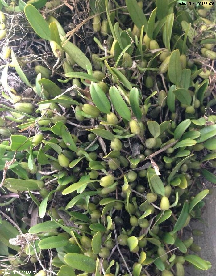 这个野生单叶岩珠是上好的凉茶,口感清味