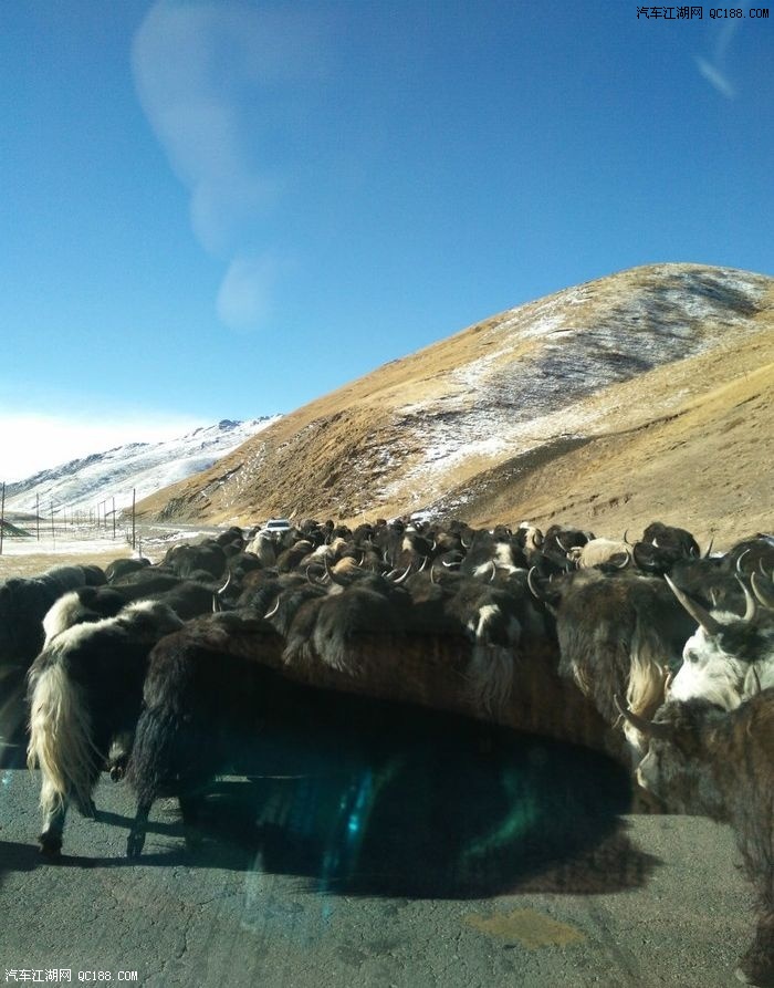 果洛-达日牦牛群