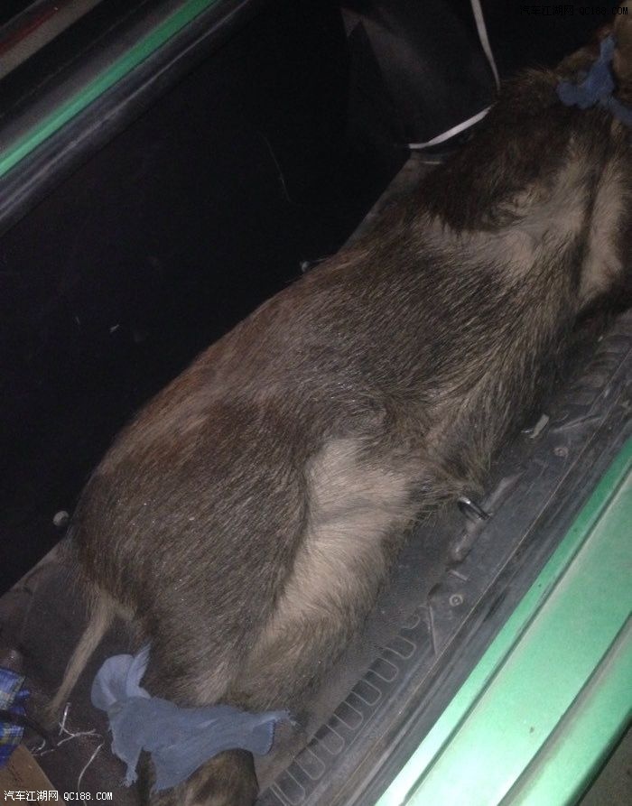 夜晚行车撞死了一头野猪,保险杠撞坏了,保险赔70但不亏